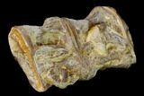 Fossil Fish (Ichthyodectes) Dorsal Vertebrae - Kansas #136476-2